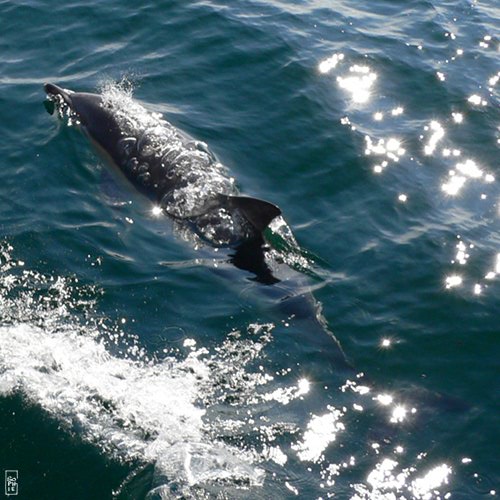Common dolphin with bubbles on the back - Dauphin commun avec des bulles sur le dos