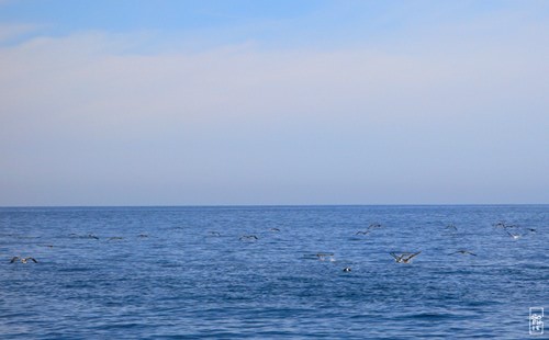Northern gannets - Fous de Bassan