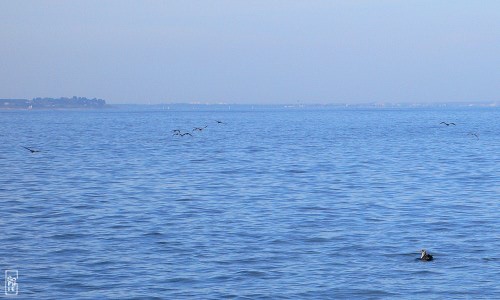 Northern gannets - Fous de Bassan