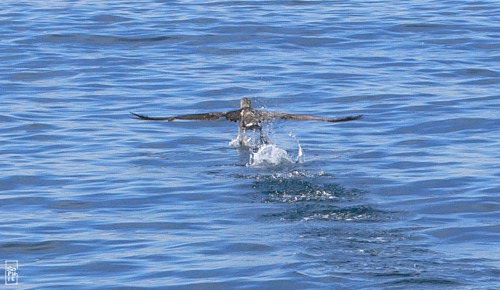 Northern gannet - Fou de Bassan