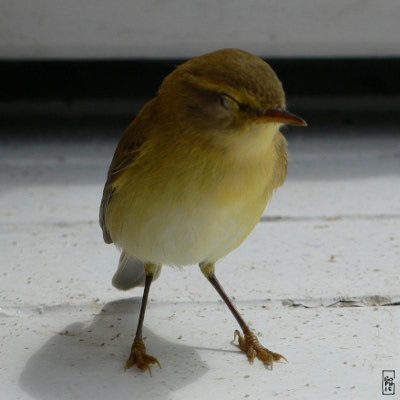 Sleepy common chiffchaff - Pouillot véloce endormi