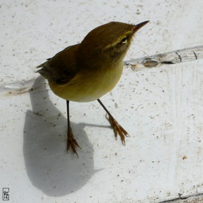 Common chiffchaff awake - Pouillot véloce réveillé