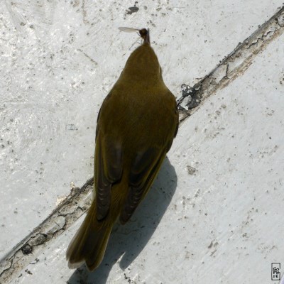 Common chiffchaff hunting for insects - Pouillot véloce chassant un insecte