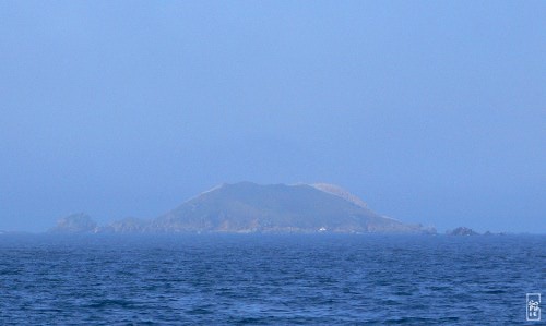 Gannet colony on Rouziec island - Colonie de fous de bassan sur l’île Rouzic