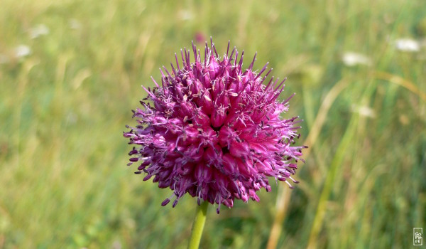 Round-headed garlic - Ail à tête ronde