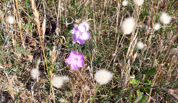 Houat island shore vegetation - Végétation de la côte d’Houat