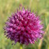 Houat island vegetation : round-headed garlic