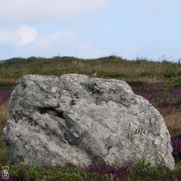 Megaliths and larks on the Lostmarc’h head - Menhirs et alouettes sur la pointe de Lostmarc’h
