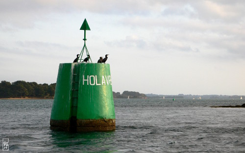 European shags on buoy - Cormorans sur une bouée
