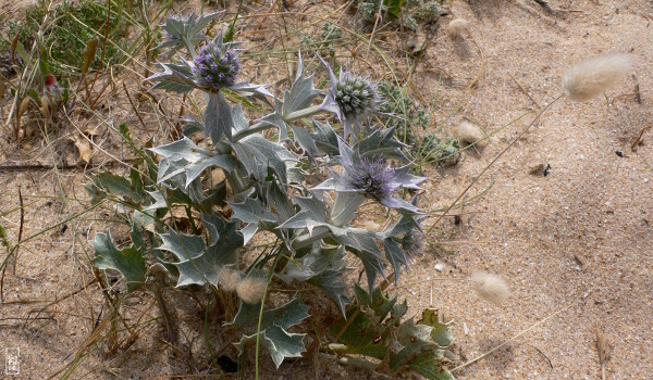 Sea holly - Panicaut maritime