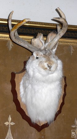 Antelope rabbit - Lapin antilope