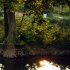 Trees and sun reflection