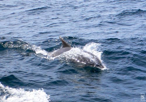 Bottlenose dolphin - Grand dauphin