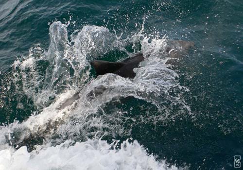 Bottlenose dolphin - Grand dauphin