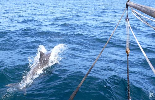 Bottlenose dolphin - Grand dauphin