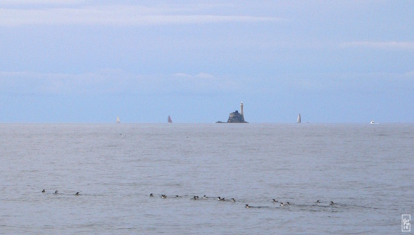 Guillemots & Fastnet