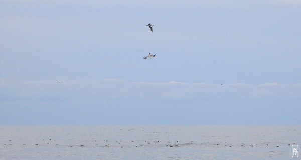 Gannets fishing - Fous de Bassan en pêche