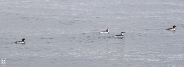 Common guillemots - Guillemots de Troïl