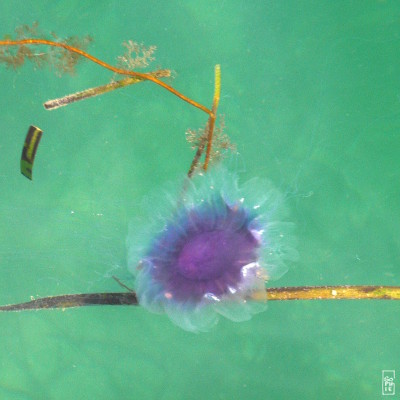 Blue jellyfish - Cyanea lamarckii