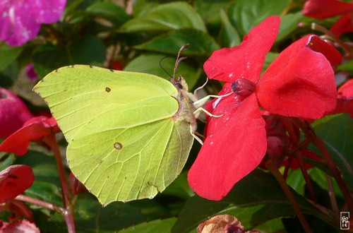 Common brimstone butterfly - Papillon citron