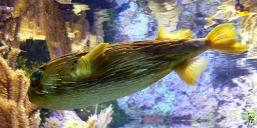 Porcupine fish - Poisson hérisson