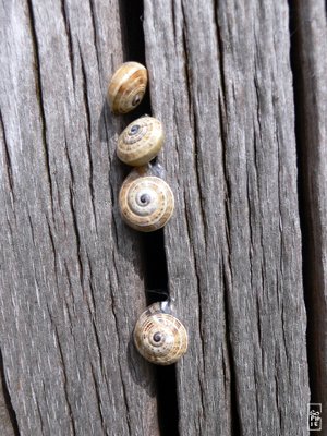 Snails on a wooden post - Escargots sur un poteau en bois