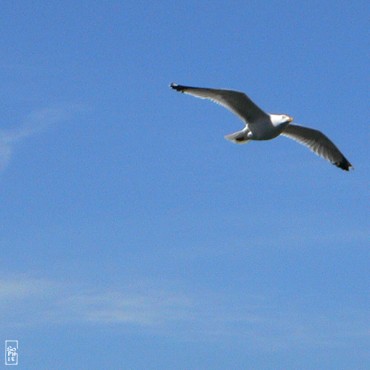 Herring gull - Goéland argenté