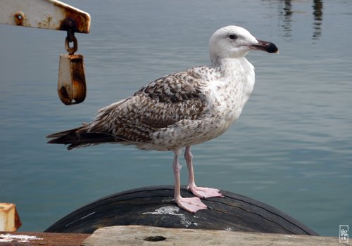 Great black-backed gull - Goéland marin