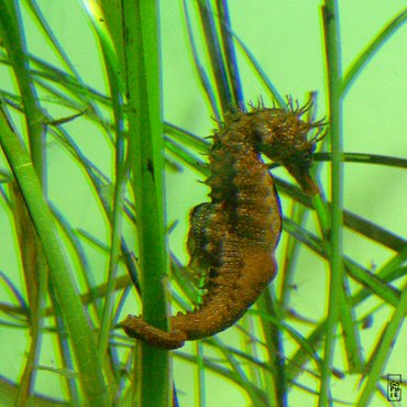 Seahorses - Hippocampes