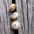 Escargots sur un poteau en bois