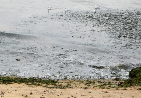 Waders & gulls on the edge of the water - Limicoles & goélands au bord de l’eau
