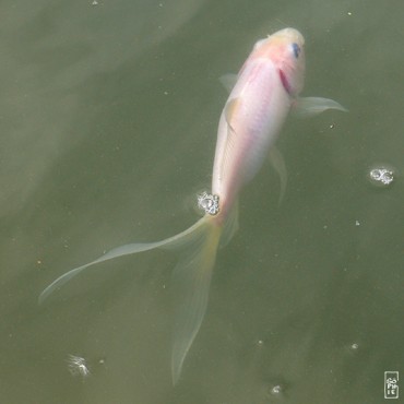 White shubunkin goldfish - Poisson shubunkin blanc