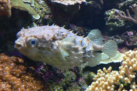 Burrfish - Poisson porc-épic
