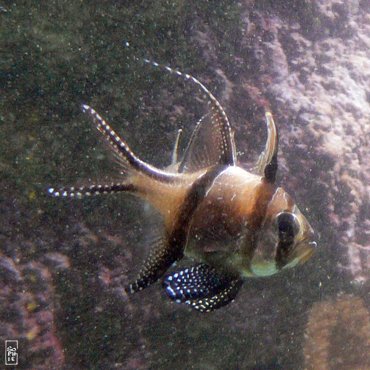 Banggai cardinalfish - Pterapogon