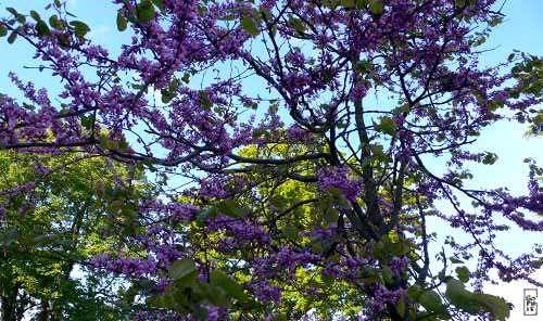 Blooming tree - Arbre en fleurs