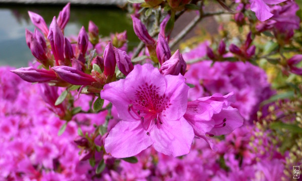 Pink azalea in bloom - Azalée rose en fleurs