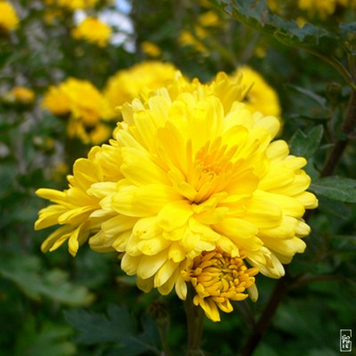 Yellow chrysanthemums - Chrysanthèmes jaunes