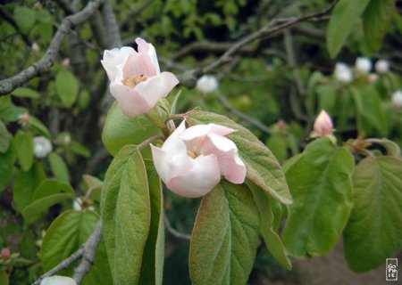 Quince tree flowers - Fleurs de coing