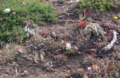 Flowers on the cliffs - Fleurs sur les falaises