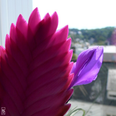 Pink and mauve bromeliad flower - Fleur de broméliacée rose et mauve
