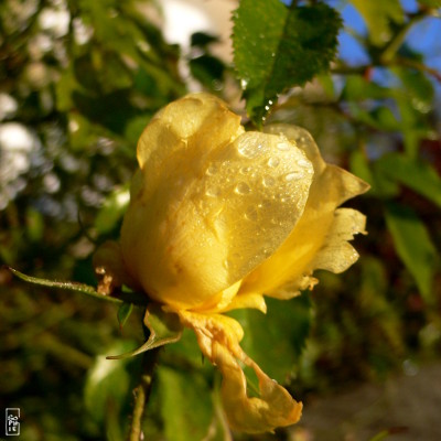 Dew drops on a yellow rose - Gouttes de rosée sur une rose jaune