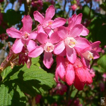 Flowering currant - Groseillier en fleurs