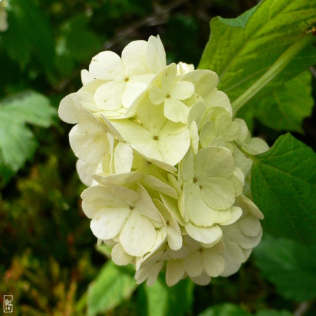 White hydrangea in bloom - Hortensia blanc en fleurs
