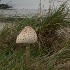 Mushroom by the sea