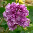 Lilac and other plants in bloom