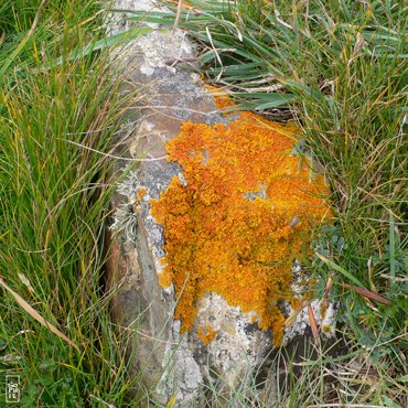 Orange lichen - Lichen orange