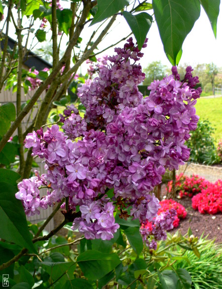 Lilac in bloom - Lilas en fleurs