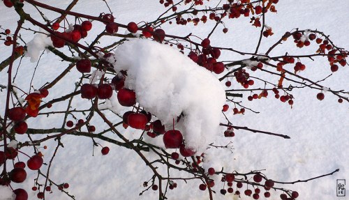 Snow on flowering apple tree - Neige sur le pommier à fleurs