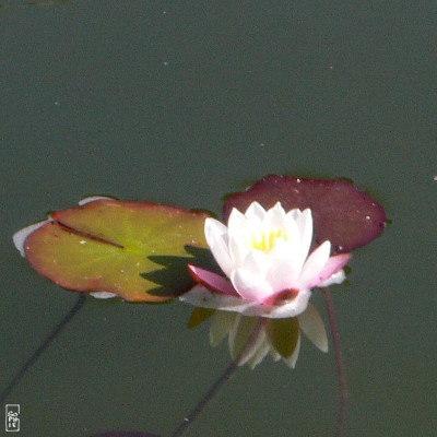 White water lily - Nénuphar blanc