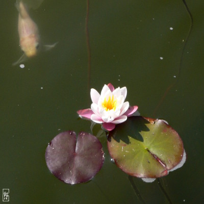 White water lily and fish - Nénuphar blanc et poisson
